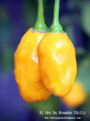 El Oro De Ecuador Chilli