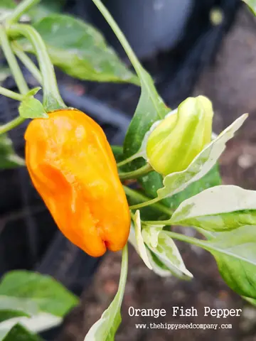 Orange Fish Pepper