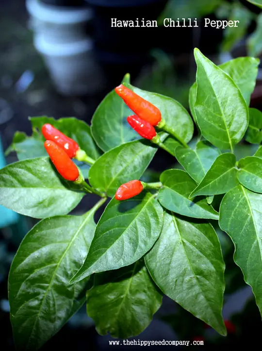 Hawaiian Chilli Pepper