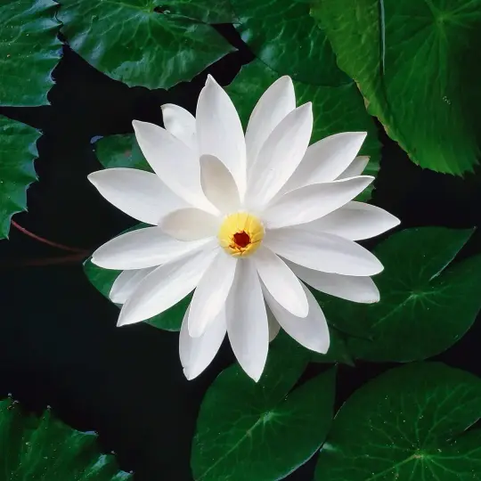 Lotus of the Nile Perfume Oil