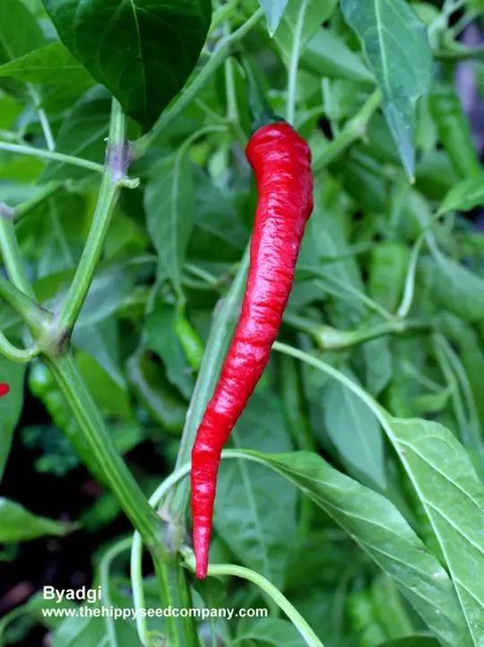 Byadgi Chilli