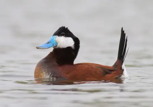 Custom Ruddy Duck Wool Felted Sculpture - shipping NOT included