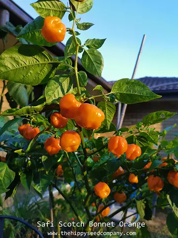 Safi Scotch Bonnet Orange