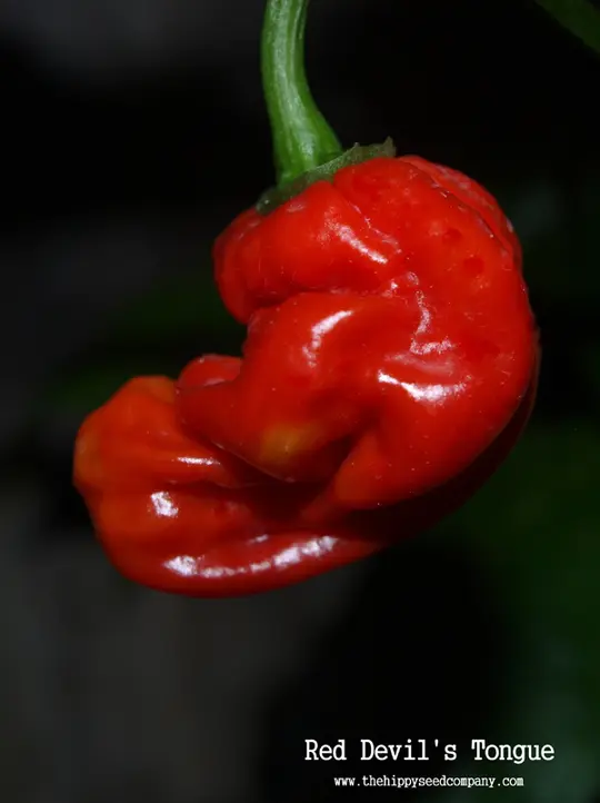 Red Devil’s Tongue