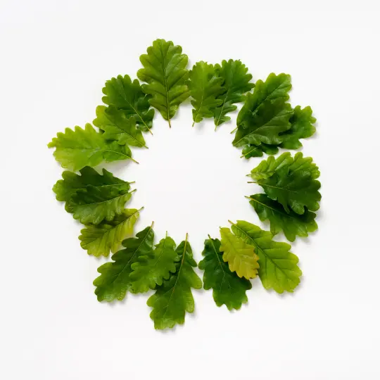 BEUYS' ACORNS (Spring Leaves 21)