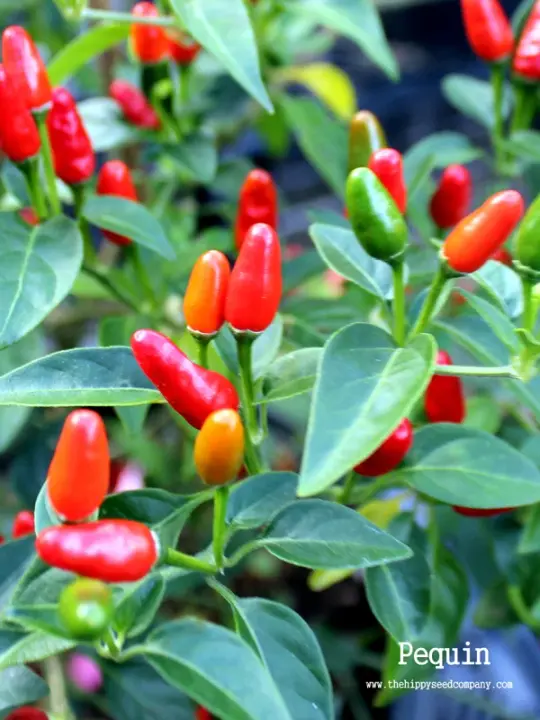 Pequin Chilli