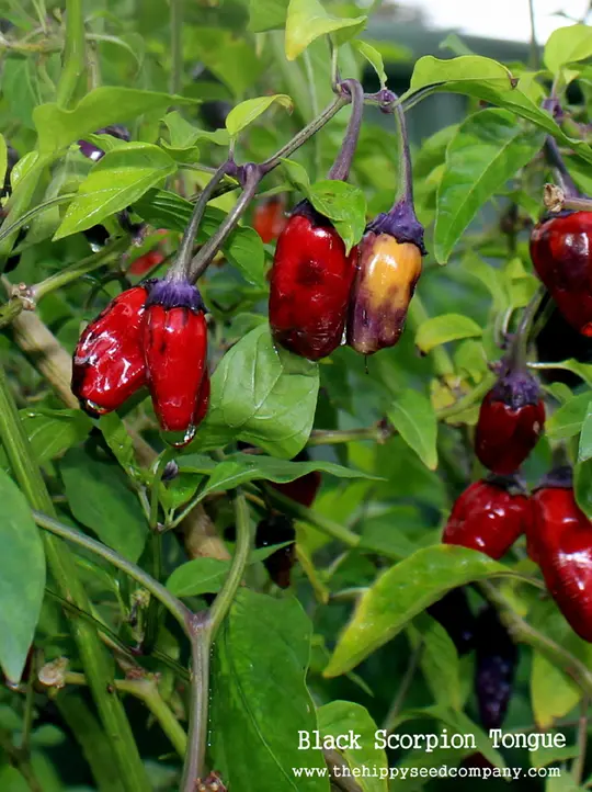 Black Scorpion Tongue Chilli