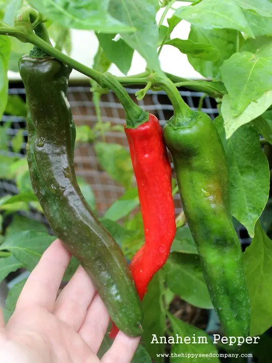 Anaheim Pepper