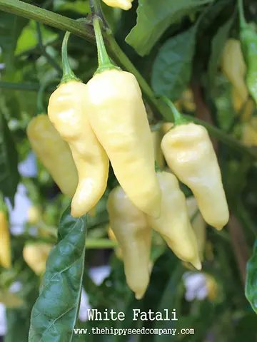 White Fatali Chilli