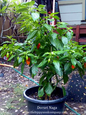 Dorset Naga