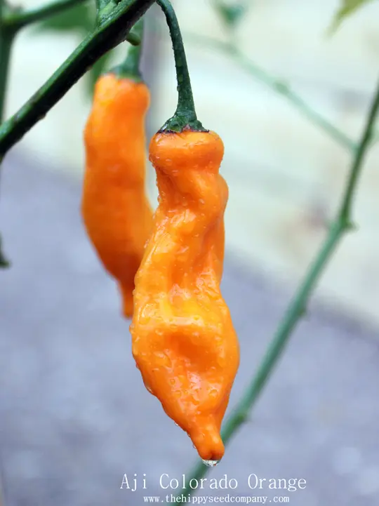 Aji Colorado Orange