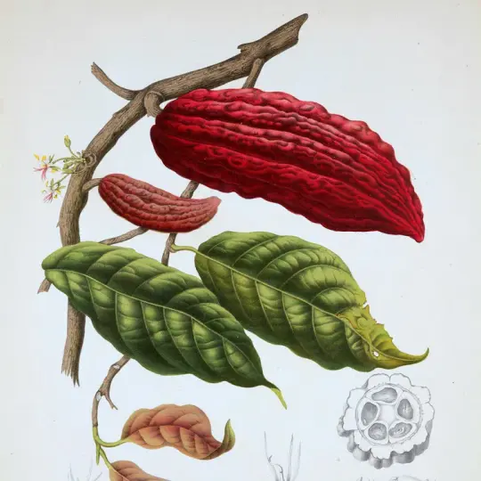 Chocolate Incense Perfume Oil (Rev. 1)
