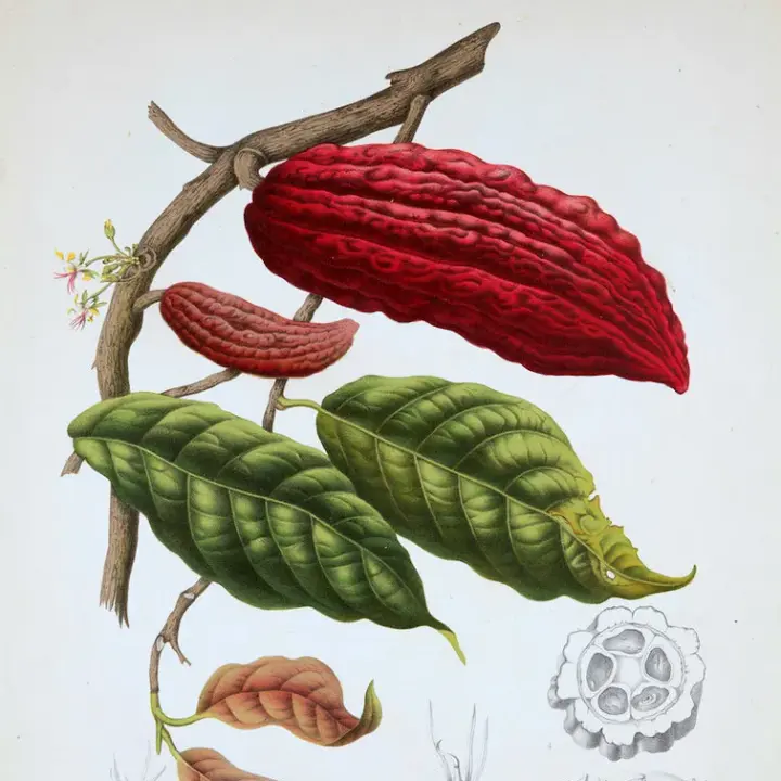 Chocolate Incense Perfume Oil (Rev. 1)