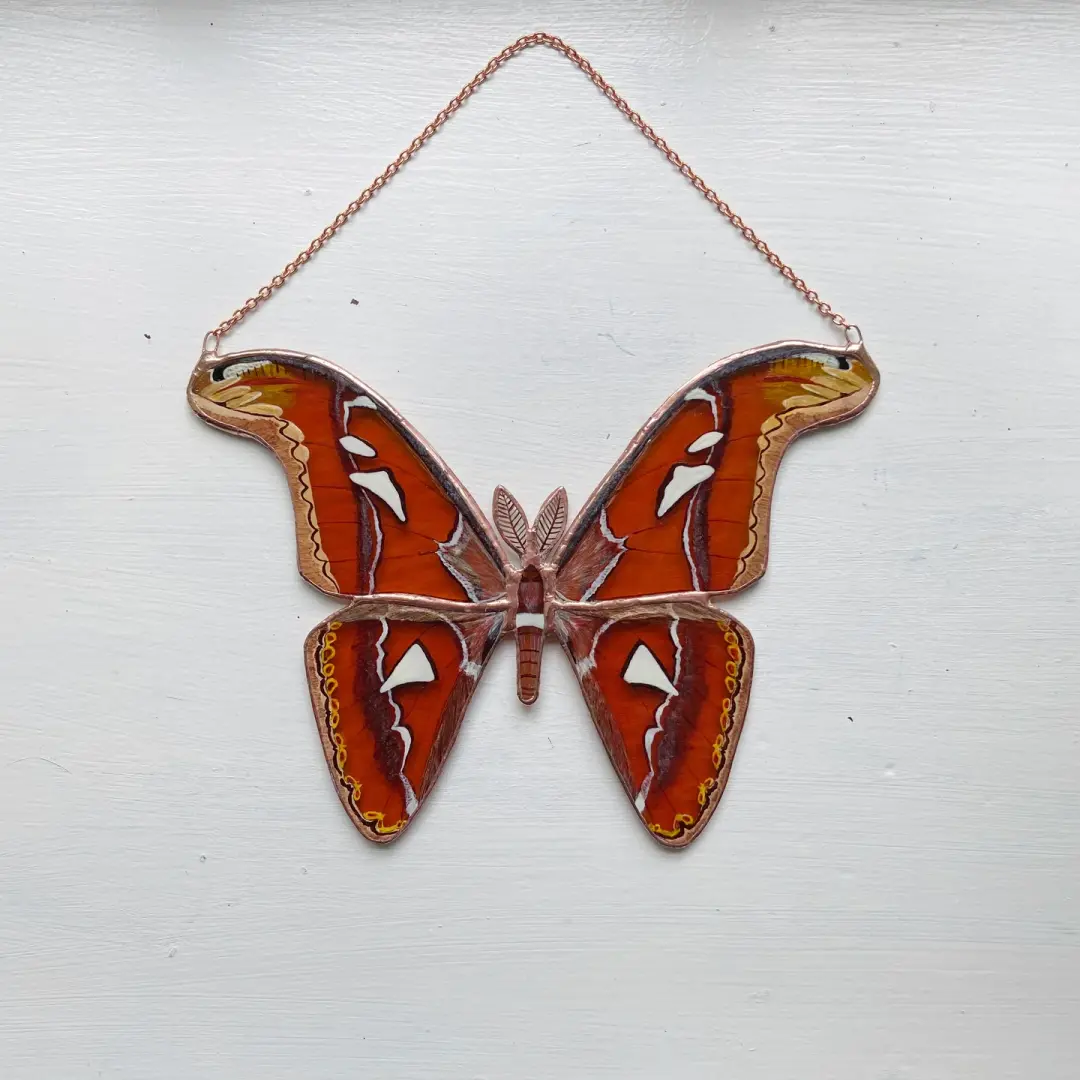 Atlas Moth