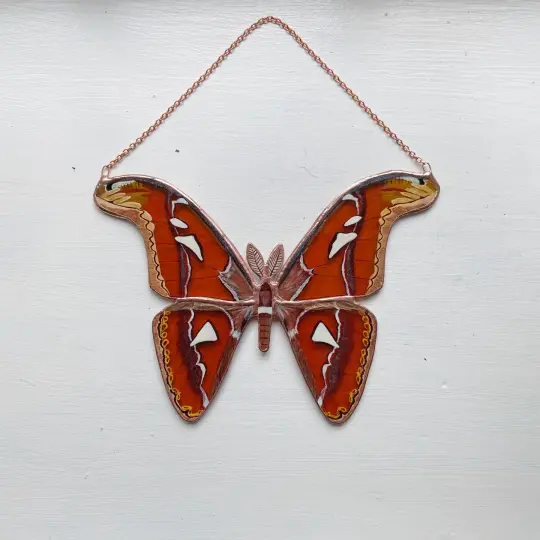 Atlas Moth