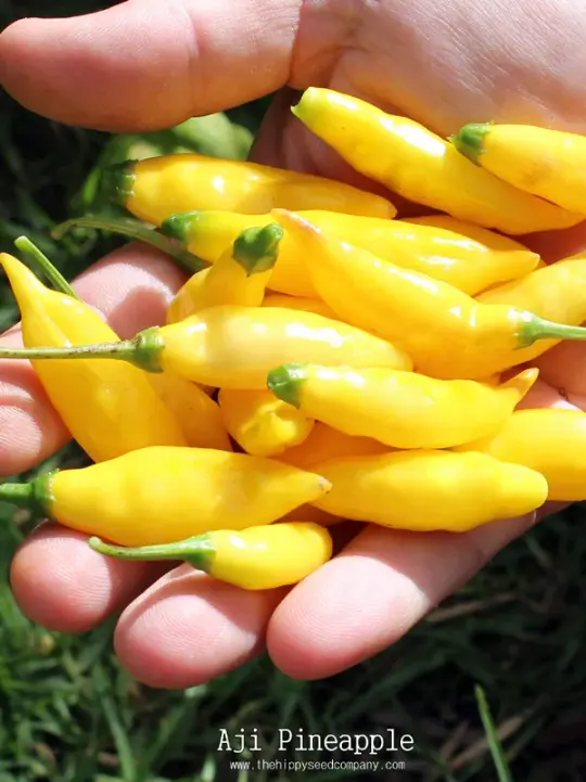 Aji Pineapple