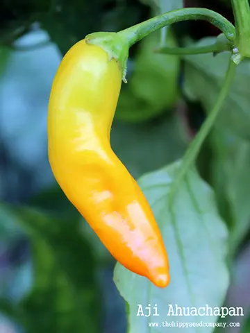 Aji Ahuachapan