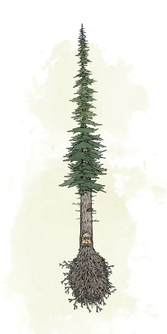 Pine Beard