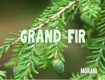 Grand Fir - Grand Fir Needle, Lavender Leaf, Lavender Absolute, Strawberry, Gingergrass, Black Hemlock