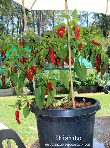 Shishito Pepper