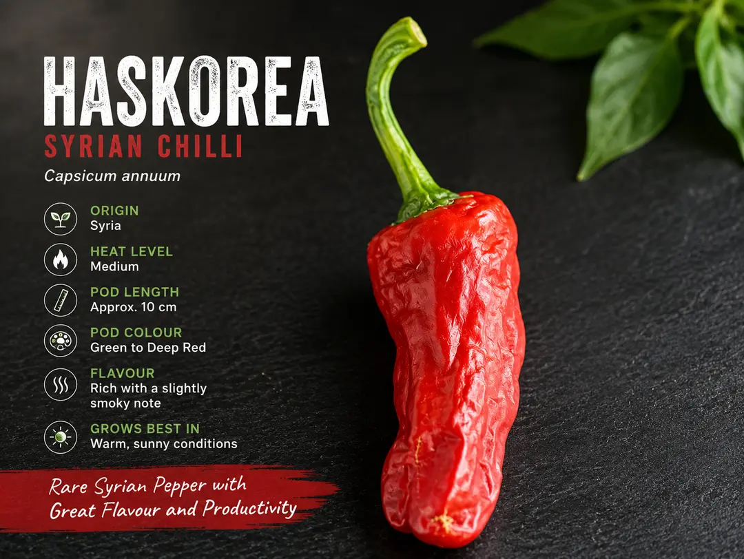 Haskorea Syrian chilli plant with mature red chilli