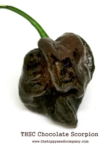 THSC Chocolate Trinidad Scorpion