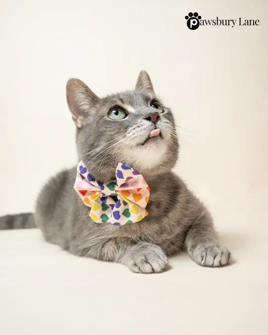 Love in Color - Sailor Bow