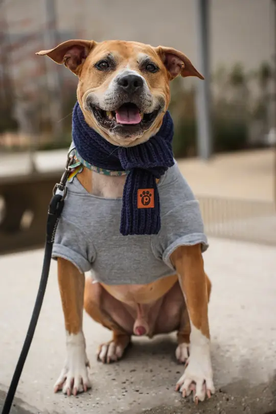 Shades of Winter - Midnight Blue - Pet Scarf