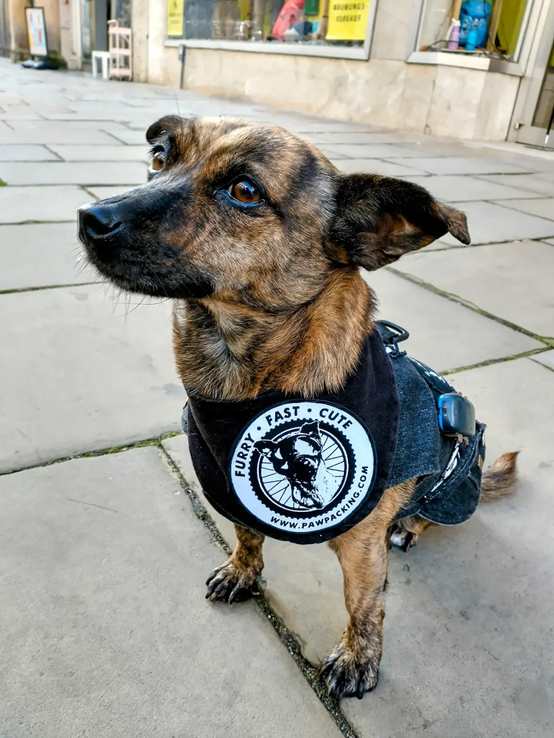 PawPacking.com - Furry|Fast|Cute woven patch
