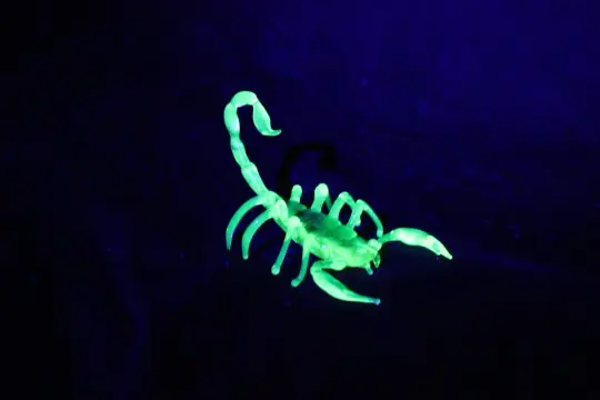 Uranium Glass Scorpion – UV Reactive Handmade Collectible