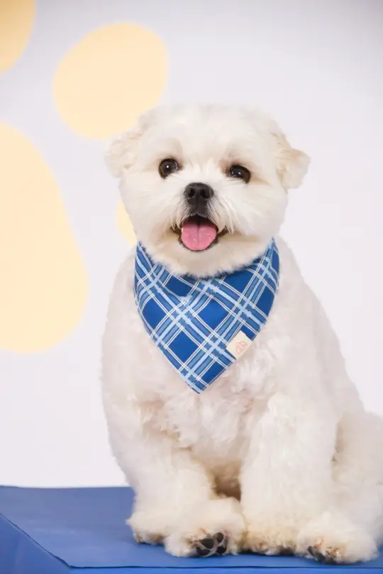 Pet Bandana - Navy Terrier Plaids / Paw Stripes