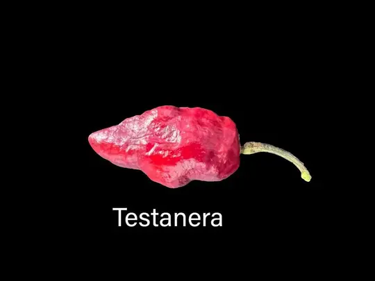Testanera pepper