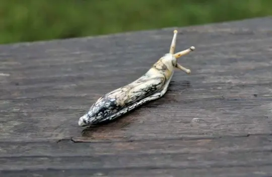 Marbled Gray Murano Glass Slug – Unique Animal Miniature