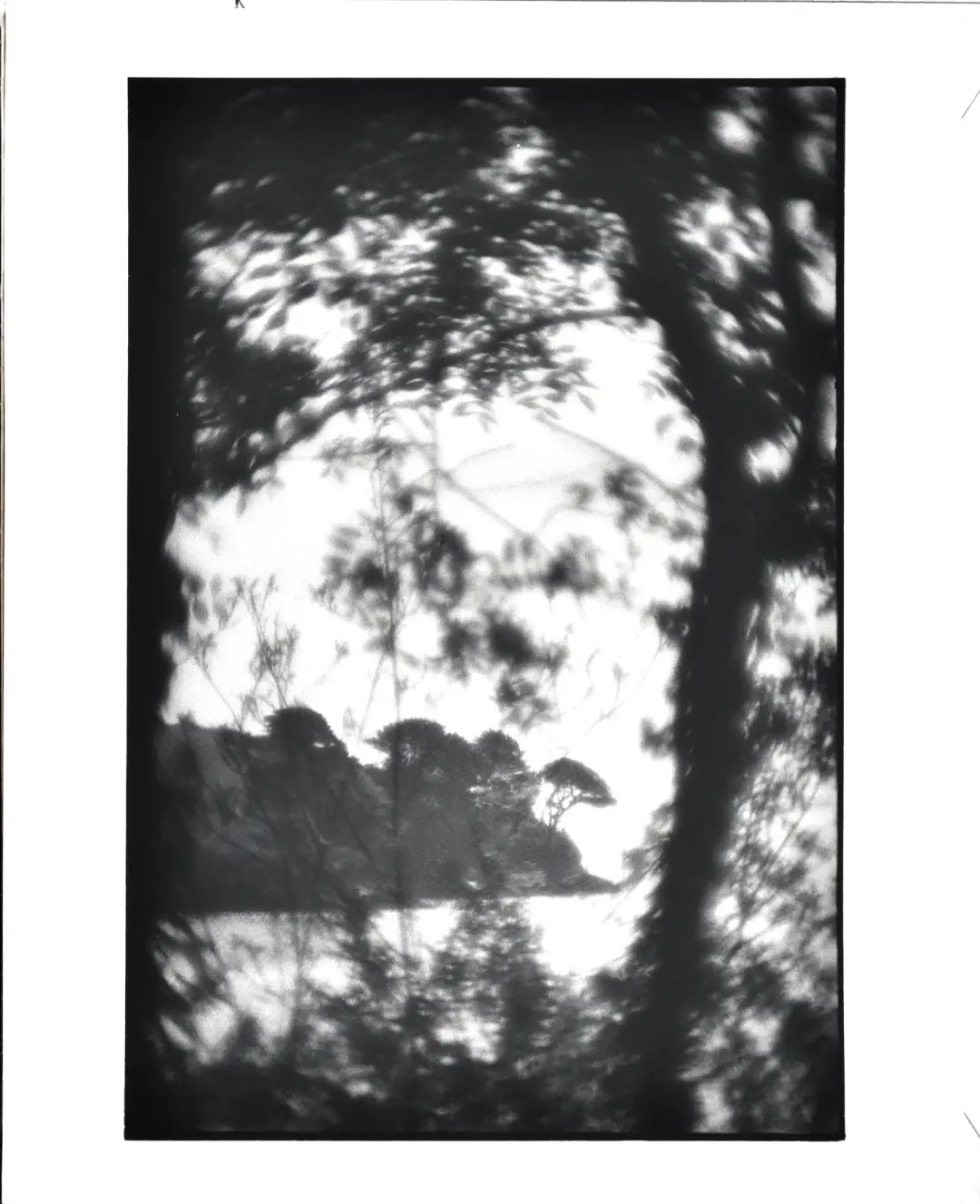 Toll point trees, Grebe. Seen from Durgan woods, Cornwall.