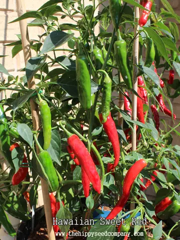 Hawaiian Sweet Red Pepper