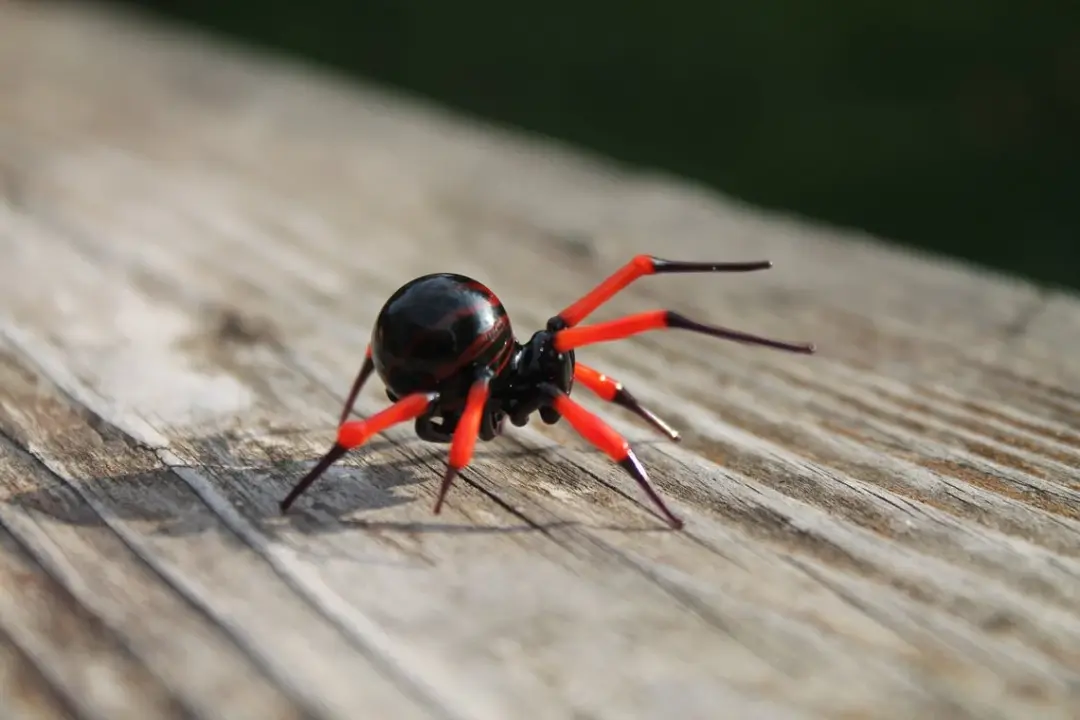 Red And Black Miniature Glass Spider – Handmade Lampwork Art