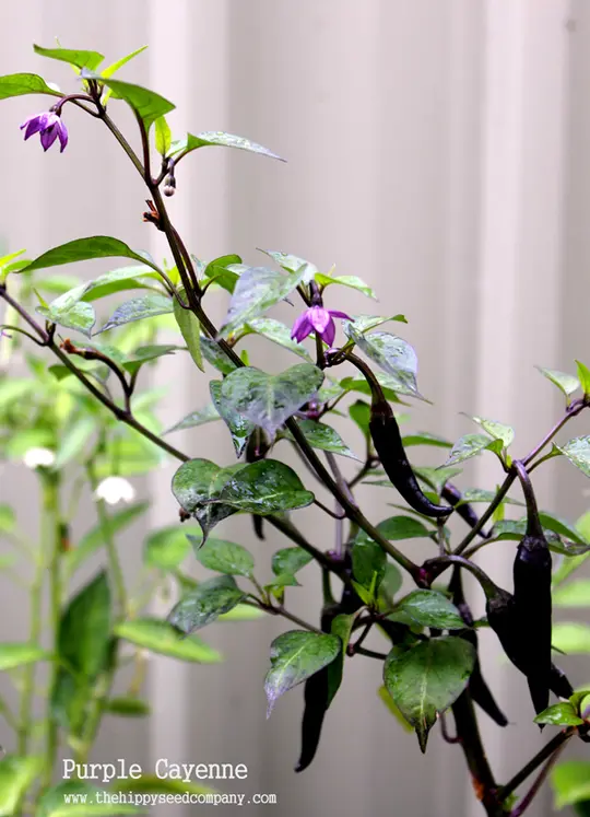 Lilac Cayenne