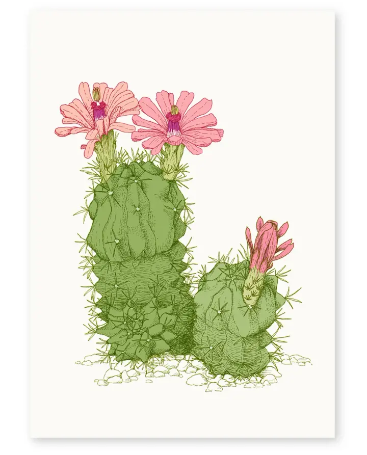 'Desert Flower' Limited Edition Art Print