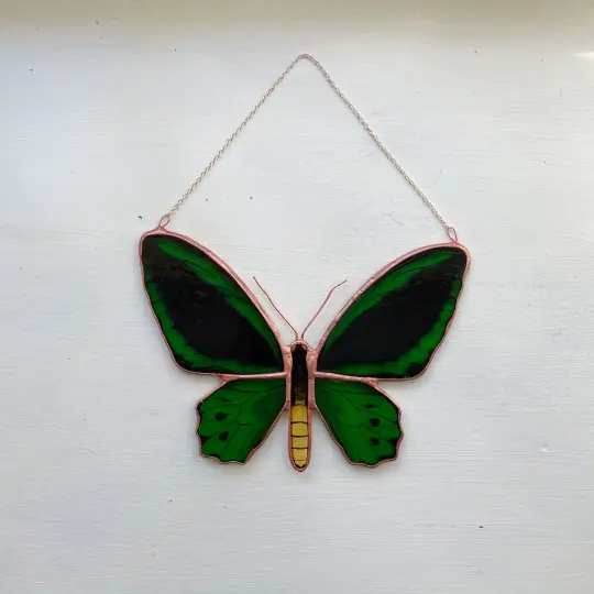 Cairns Birdwing Butterfly