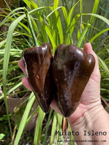 Mulato Isleno Chilli