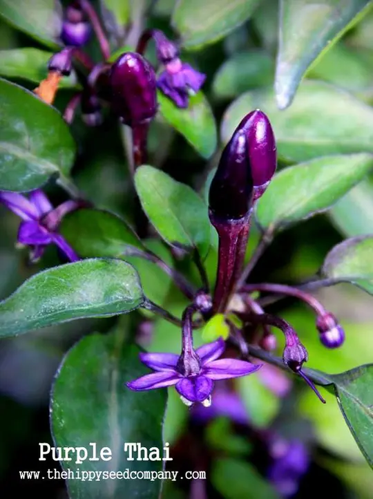 Purple Thai