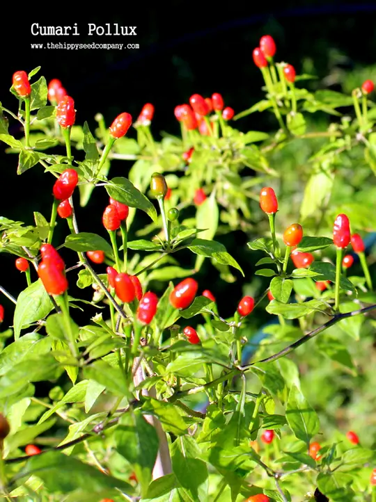 Cumari Pollux