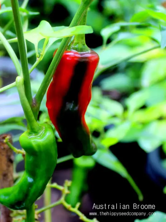Australian Broome Chilli