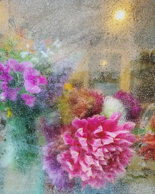 ‘Rainy Dahlia’ - LIMITED EDITION, SIGNED PRINT