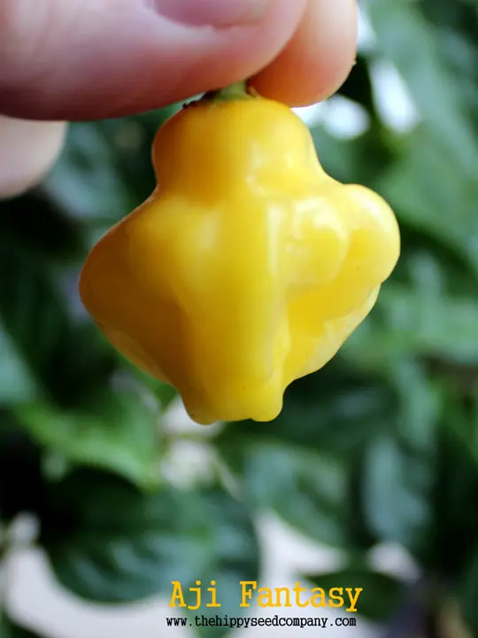 Aji Fantasy