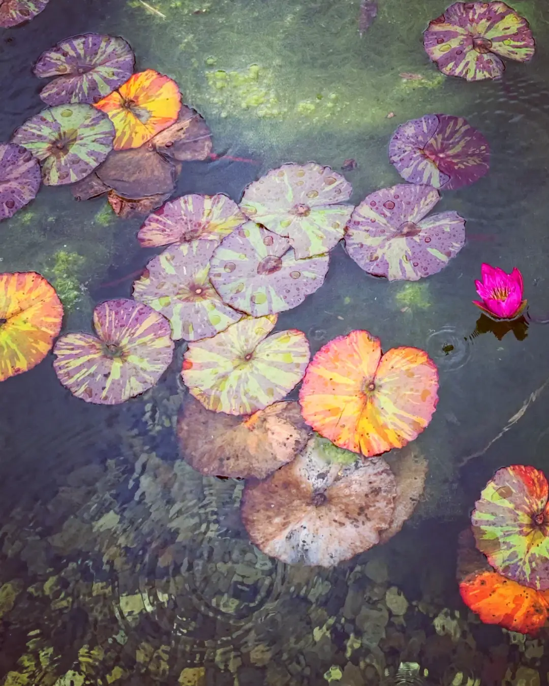 ‘Wet Lily Pads’ - LIMITD EDITION, SIGNED PRINT