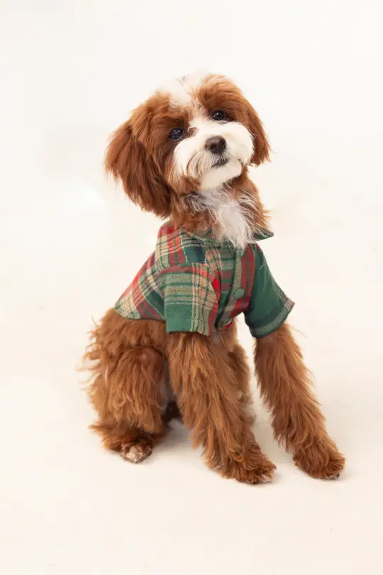 Green Plaid Dog Shirt