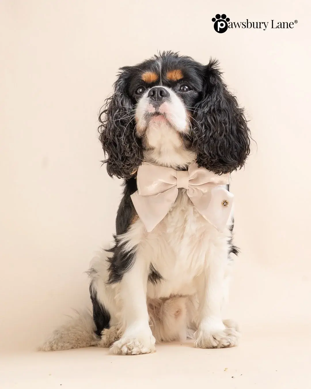 The Satin Collection - Dog Bow - Champagne
