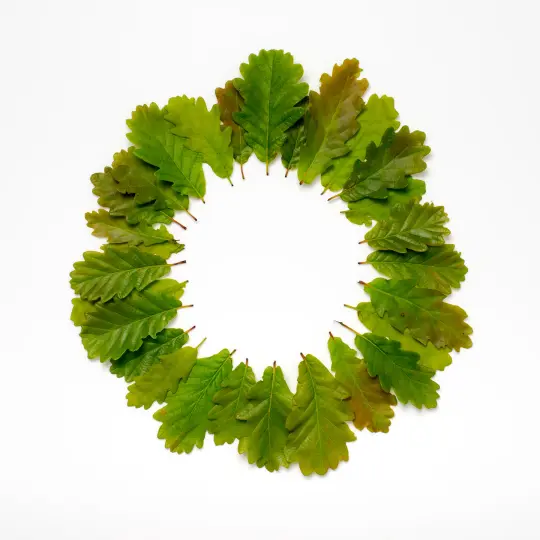 BEUYS' ACORNS (Spring Leaves 28)