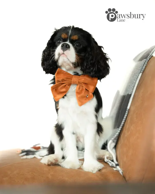 Classic Velvet - Cinnamon - Pet Bow